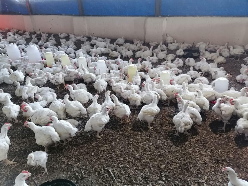 Fresh eggs from Segodi Agri Group layer hens